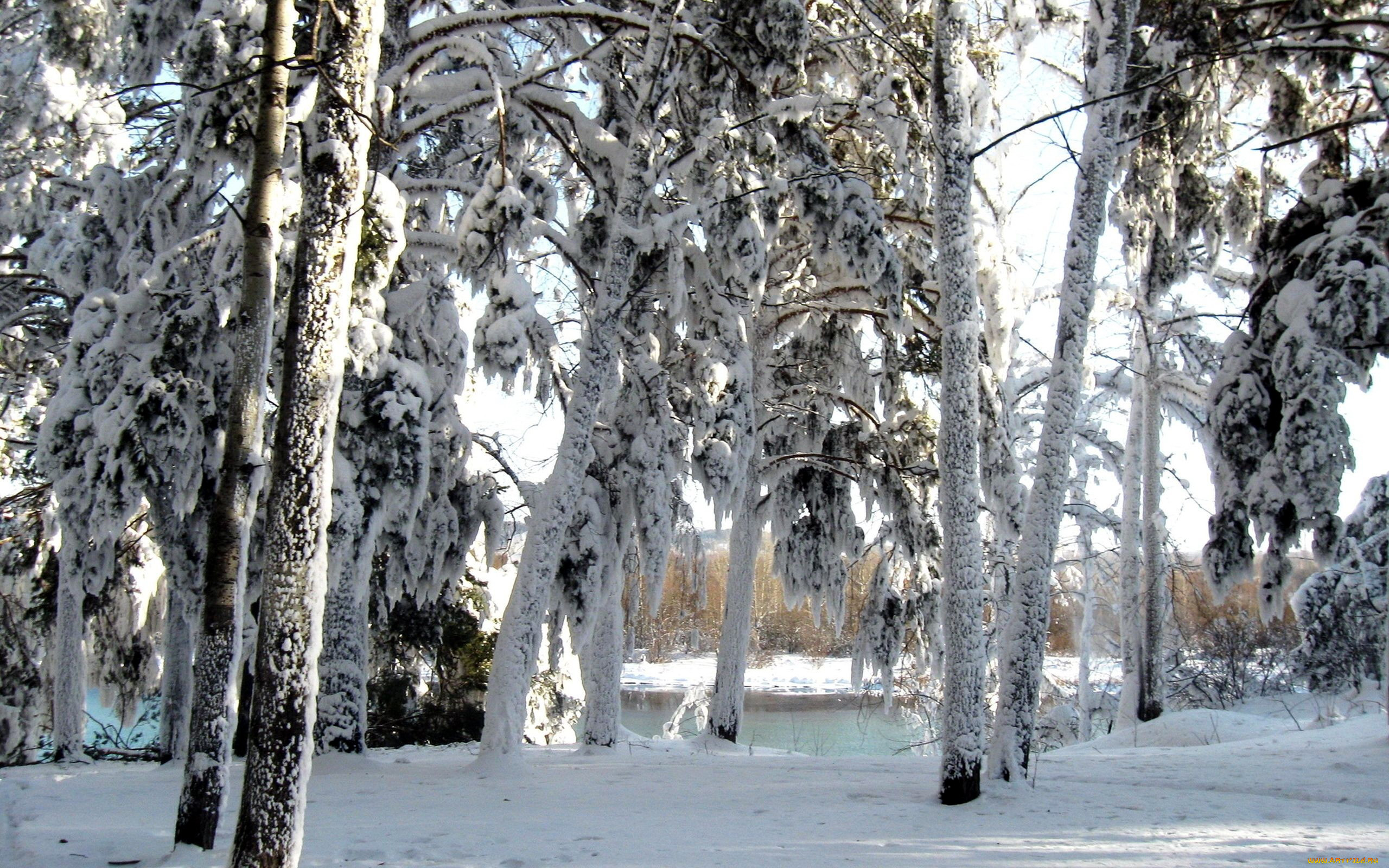 Впр на склоне зимы веселее становится февральский. Зимняя природа. Зимой в лесу. Зимний лес. Деревья в снегу.